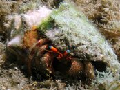 Blue Heron Bridge Giant Hermit.jpg