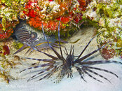 toadfishandlionfish2.jpg