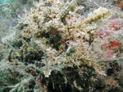 Blue Heron Bridge Plumed Scorpionfish.jpg