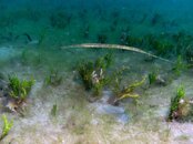 Blue Heron Bridge Bluespotted Cornetfish.jpg