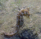 seahorse6.jpg