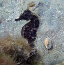 seahorse7.jpg