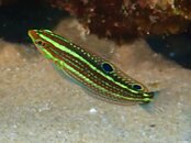 odd fish.JPG