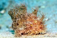 Striated_Frogfish_3-1.jpg