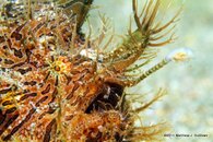 Striated_Frogfish_9.jpg