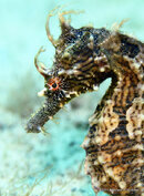 Lined_Seahorse_61.JPG