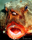 Shortnose_Batfish_2.jpg