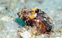 Coral_Scorpionfish_2.jpg