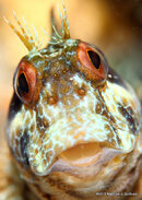 Seaweed_Blenny_4-1.JPG