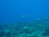 Eagle Ray 120411.jpg