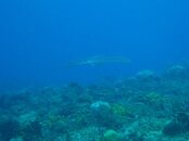 Eagle Ray 120411.jpg