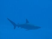 shark.jpg