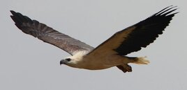 White bellied sea eagle.jpg