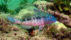 GOATFISH.jpg