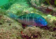 GOATFISH1.jpg