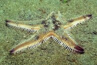 STARFISH.jpg