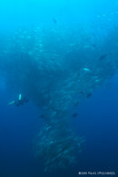 becky in fish tornado wm sm.jpg becky in fish tornado wm sm.jpg