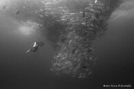 fish tornado lrg wm sm.jpg fish tornado lrg wm sm.jpg