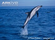 Dusky-dolphin-leaping.jpg