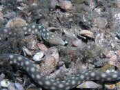 Blue Heron Bridge Sharptail Eel.jpg