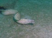 Blue Heron Bridge Spotted Moray.jpg