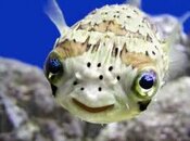 puffer-smile.jpg