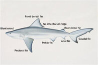 bull-shark.jpg