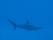 110284d1323555977-name-mexican-shark-shark.jpg