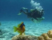 diving.jpg