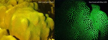 coral-biofluor-combined.jpg coral-biofluor-combined.jpg