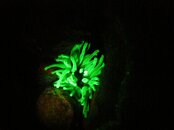 anemone-biofluor-BON1111-IMG_1574.jpg anemone-biofluor-BON1111-IMG_1574.jpg