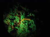 worm-fireworm-biofluor-BON1111IMG_1240.jpg worm-fireworm-biofluor-BON1111IMG_1240.jpg