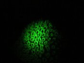 coral-star-biofluor-BON1111-IMG_1779.jpg coral-star-biofluor-BON1111-IMG_1779.jpg