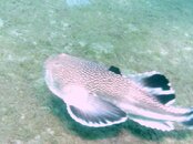 Blue Heron Bridge Southern Stargazer swimming.jpg