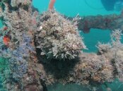 Blue Heron Bridge Plumed Scorpionfish.jpg