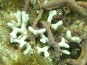 bleached Porites maybe.JPG