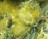 encrusting gorgonian over maybe a Siderastera siderea.JPG