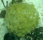 unident stony coral.JPG