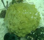 unident stony coral.JPG