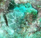 parachute corallimorph maybe.JPG