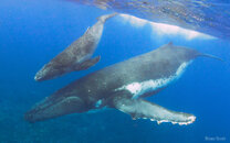whales1.jpg