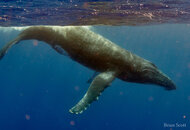 whales2.jpg