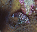 3106 Dwarf Scorpionfish.jpg