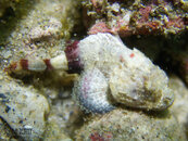 1264 04 scorpionfish.jpg