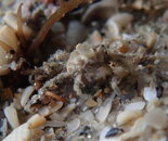 sandcrab10092021PA094748.jpg