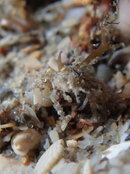 sandcrab10092021PA094749.jpg
