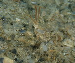 SandyDecoratorCrab.jpg