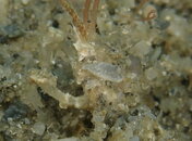 SandyDecoratorCrab09102021P9104346.jpg