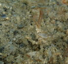 SandyDecoratorCrab09102021P9104346_01.jpg