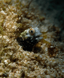 ws5.gif
